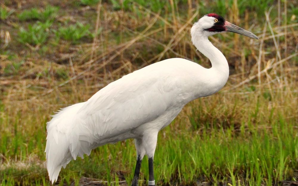 International Crane Foundation