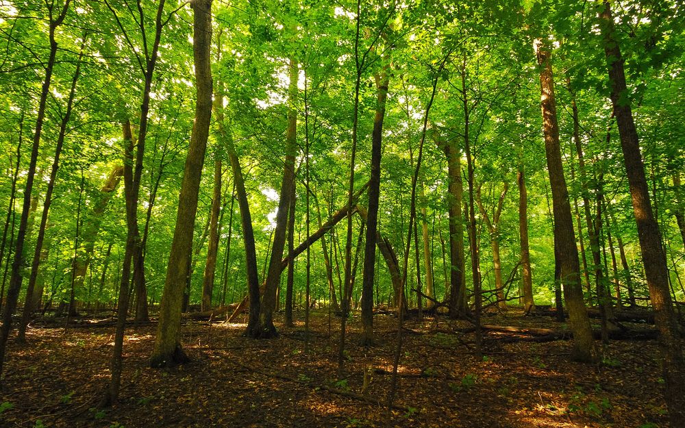 Waupun County Park and the Maple Forest